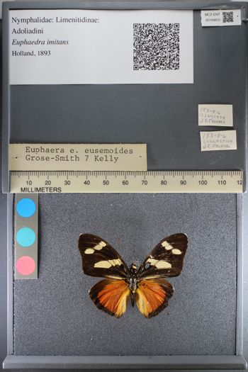 Media type: image;   Entomology 194815